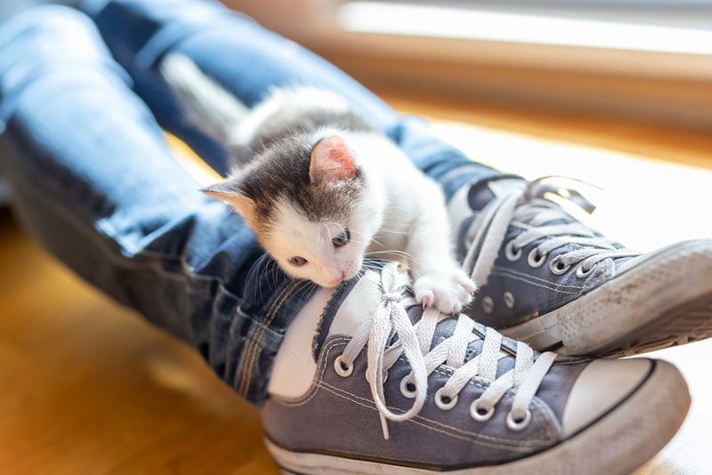 kitten dat op de benen van zijn eigenaar klimt en schoenveters bijt