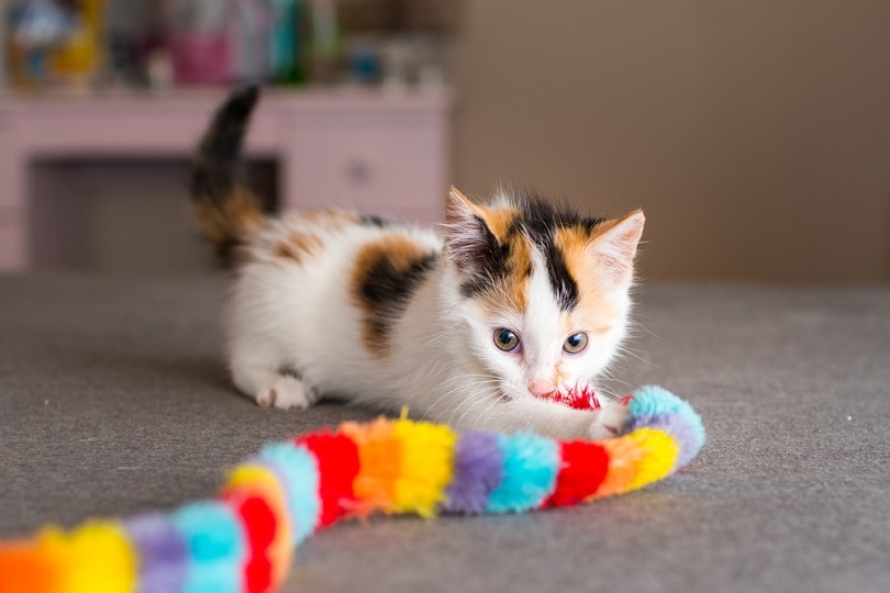 Calico Kitten met Toy_Casey Elise Christopher_shutterstock