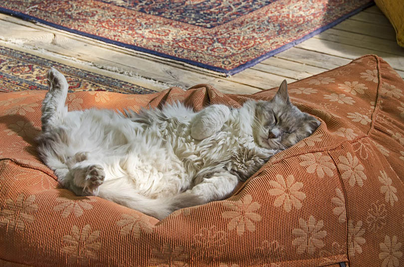 kat die met zijn buik omhoog op een kattenbed slaapt