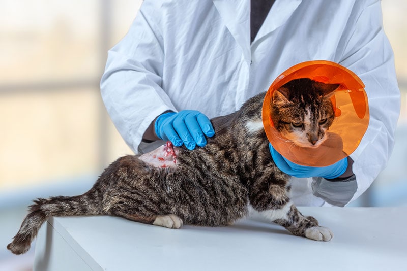 een kat met halsband na tumorverwijderende operatie