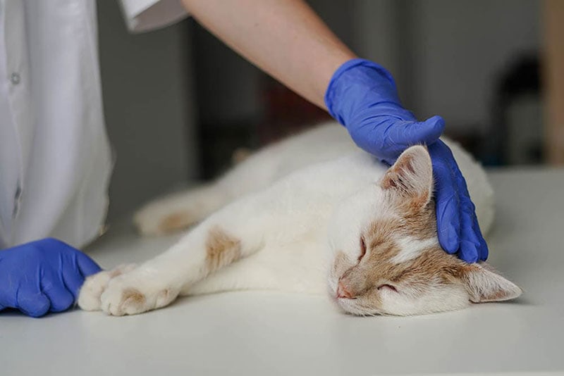 dierenarts controleert een kat met een beroerte