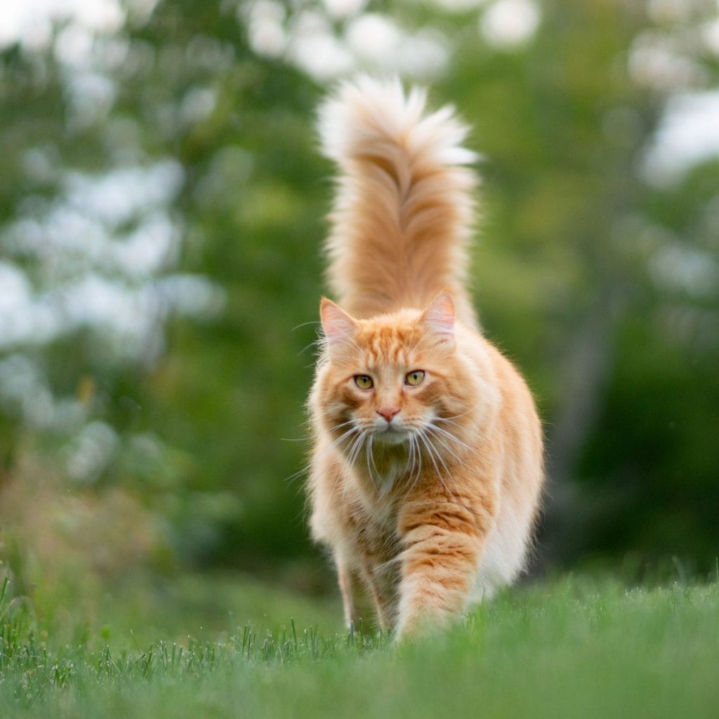 oranje kat met staart naar boven