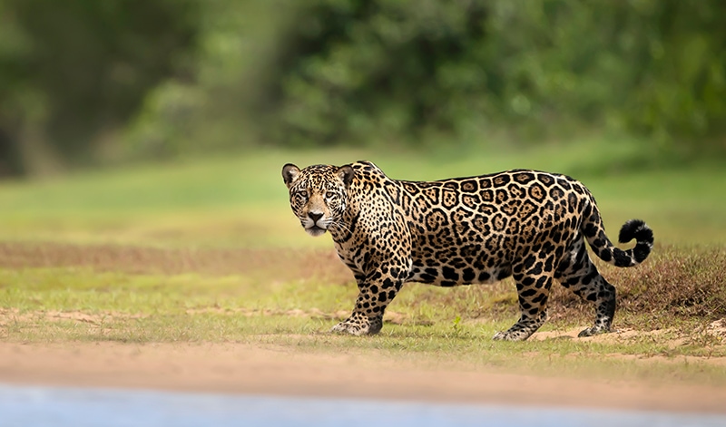 jaguar die op rivieroever staat