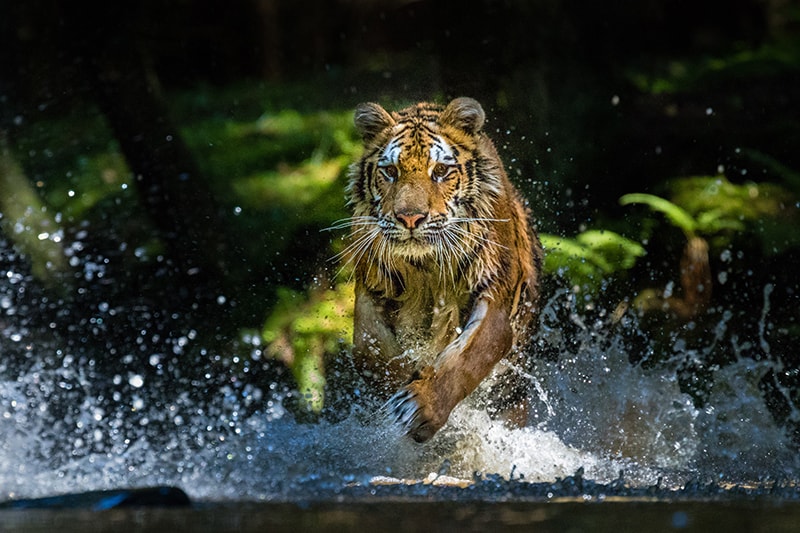 Siberische tijger die door bosstroom rent