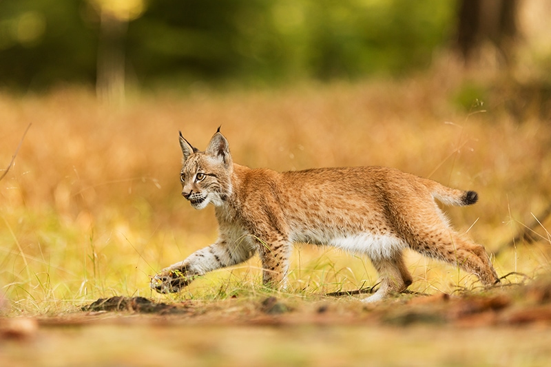Euraziatische lynx die in het bos loopt
