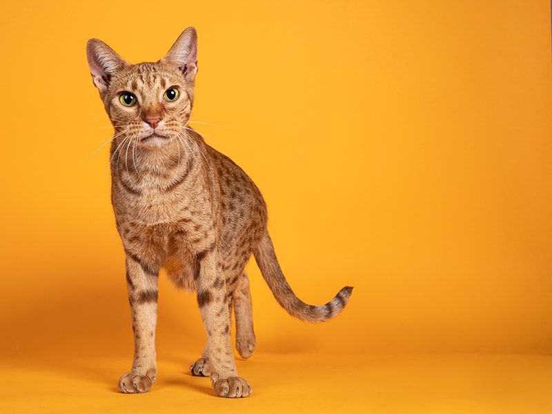 mannelijke Ocicat kat op oranje achtergrond