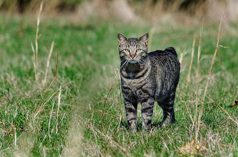 Manx kat op jacht in een veld
