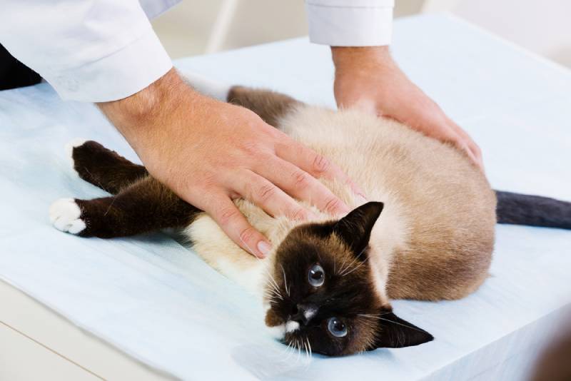 Een Siamese kat die wordt onderzocht door een dierenarts in de kliniek