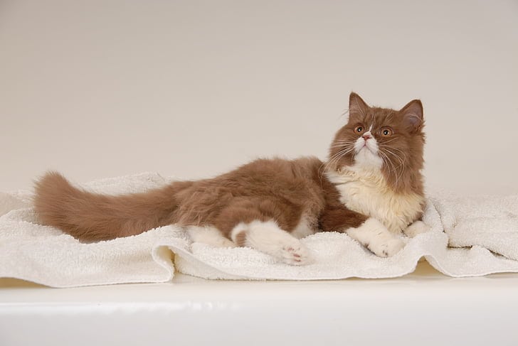 Perzische kat Bruine en witte vacht liggend op een handdoek