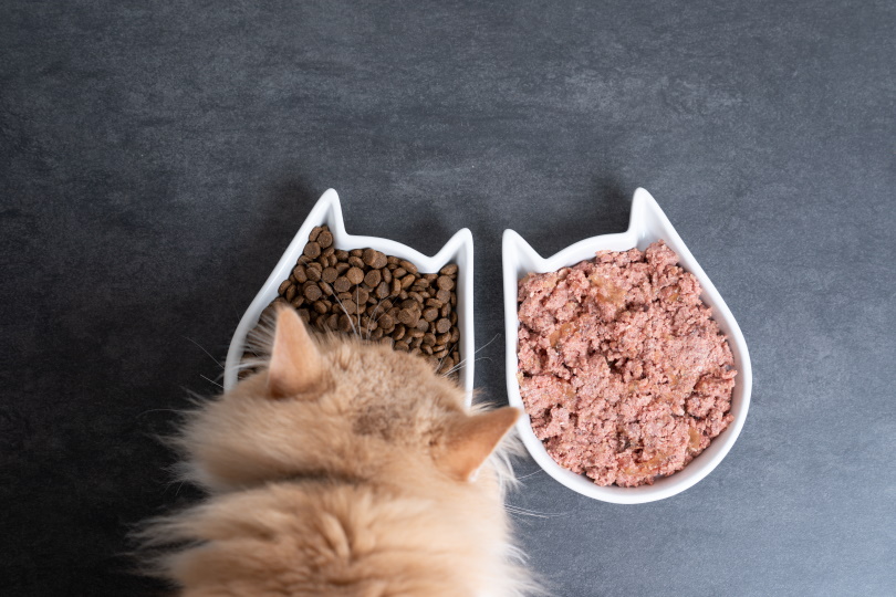 kat nat en droog food_Nils Jacobi_Shutterstock