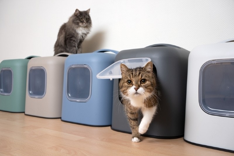 meerdere kattenbakken voor veel katten in een huishouden