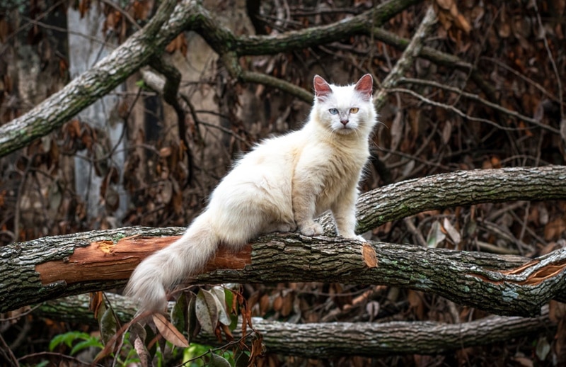 Himalaya kat op de log
