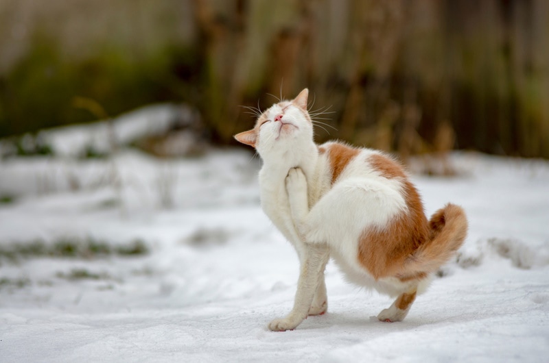 kat in de sneeuw krabt zichzelf