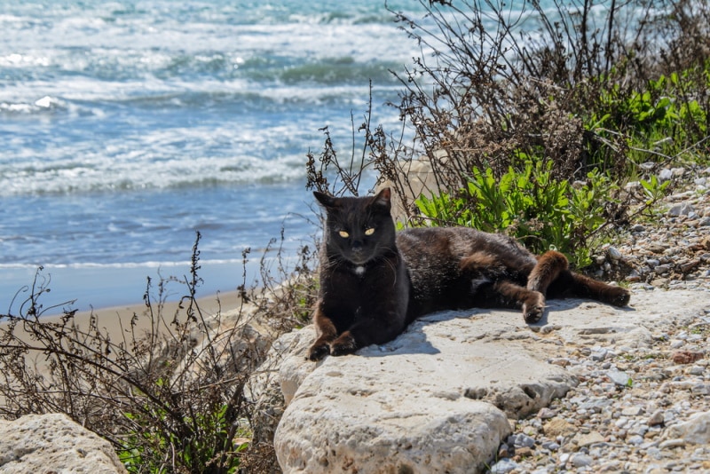 zwarte kat liggend op kustrots