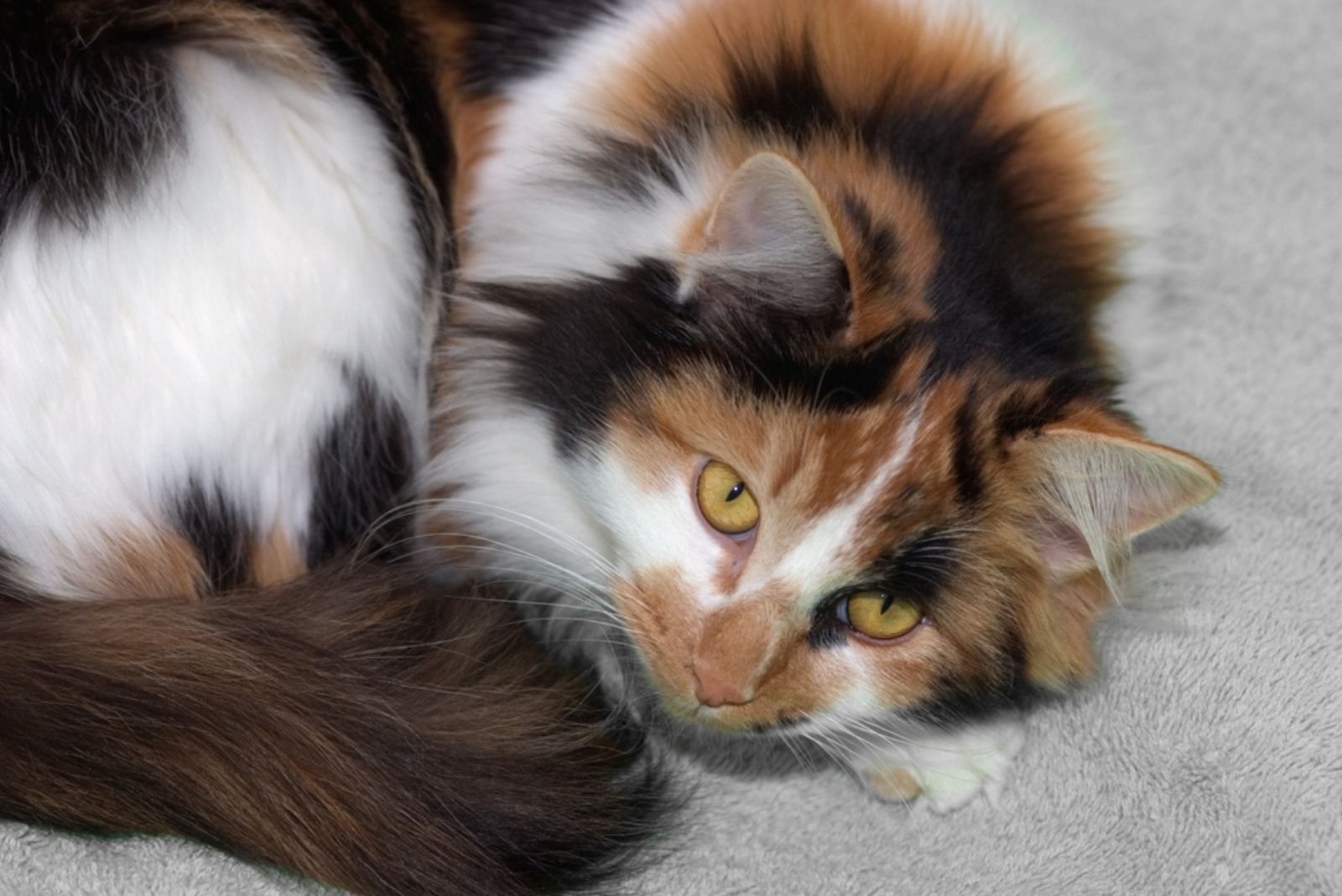 Een langharige calico kat zittend op een handdoek.