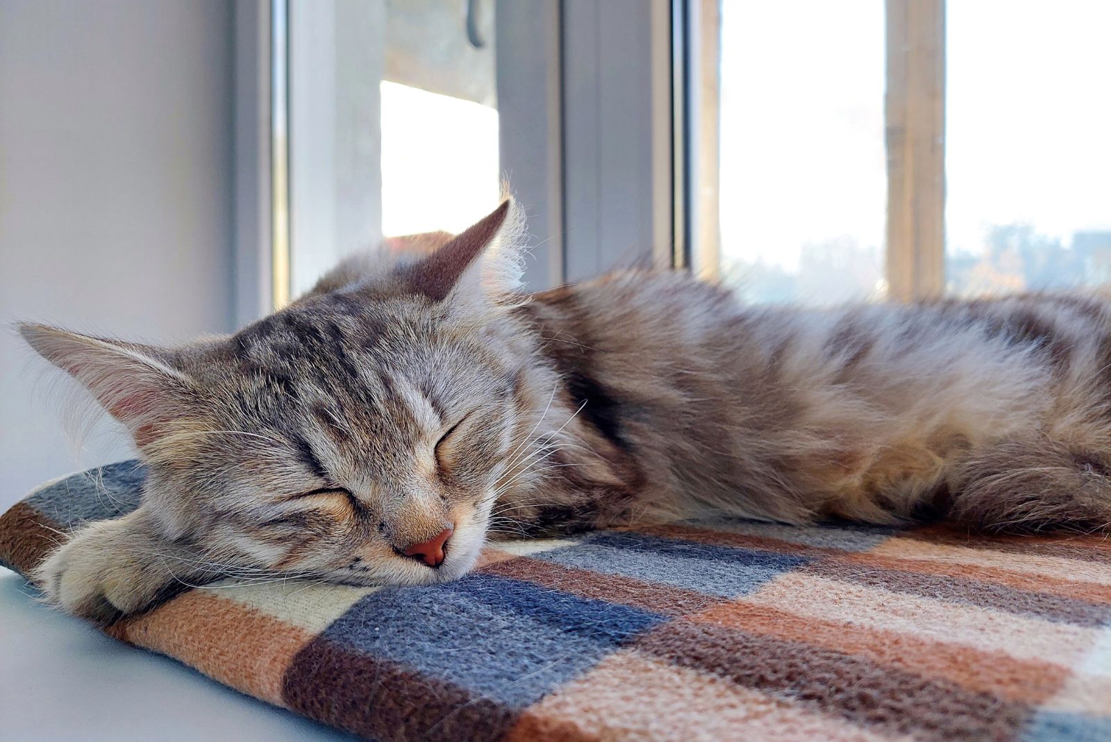 Een grijze kattentiener ligt op zijn buik op een geruite deken, slapend op het raam