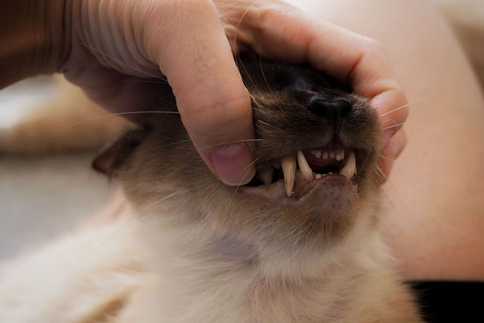 Open de mond van de volwassen kat met een scherp tandoppervlak