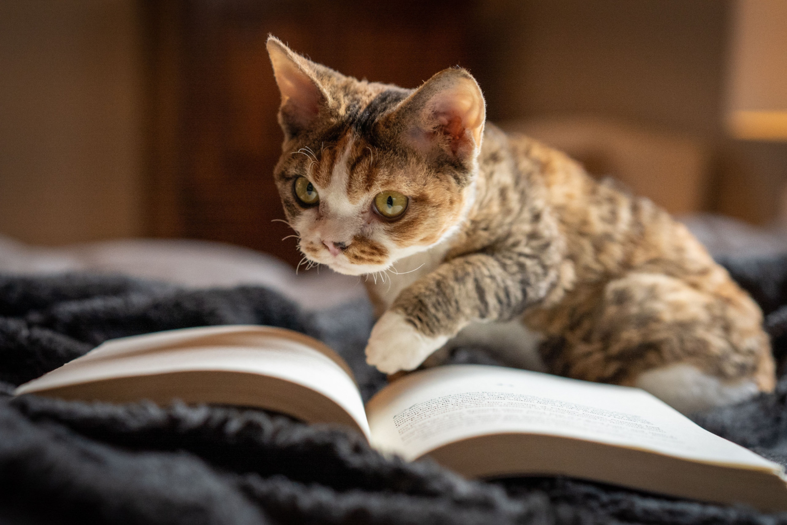 Devon rex kitten staart naar een boek alsof hij het leest.