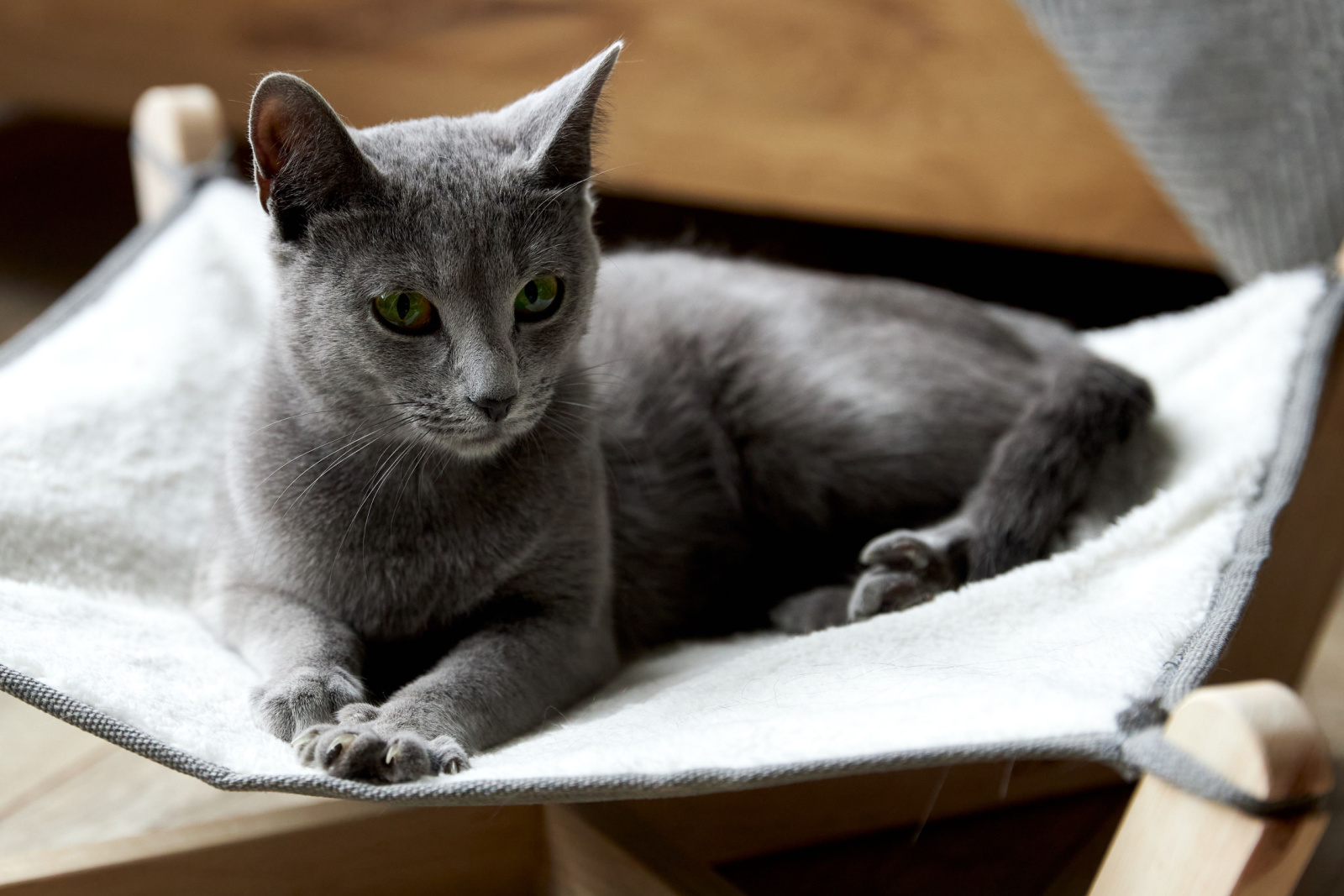 een grijze Russische blauwe kat ligt in een speciaal hangmatbed voor katten