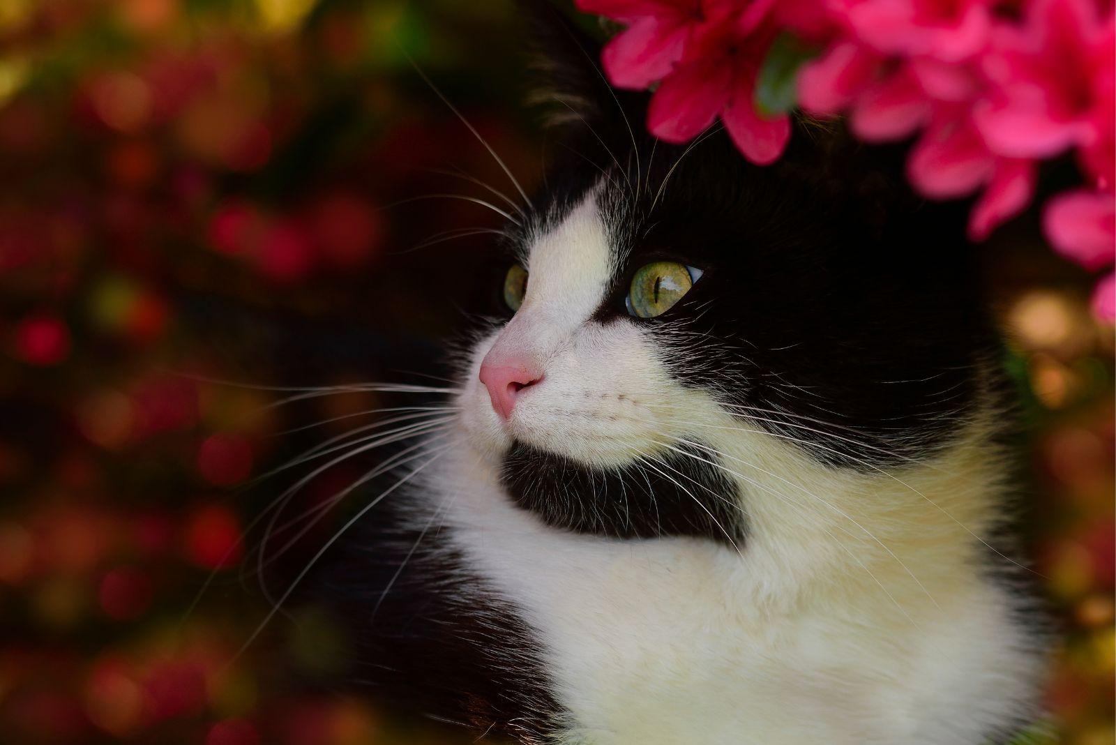 mooie dikke smoking kat standing voor bloemen
