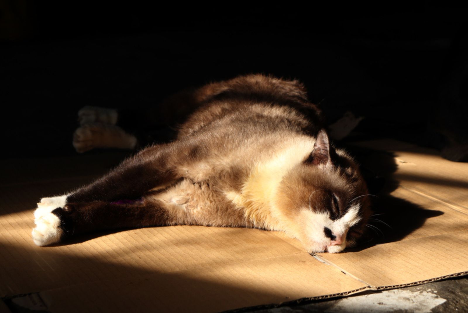 De kat ligt op het karton