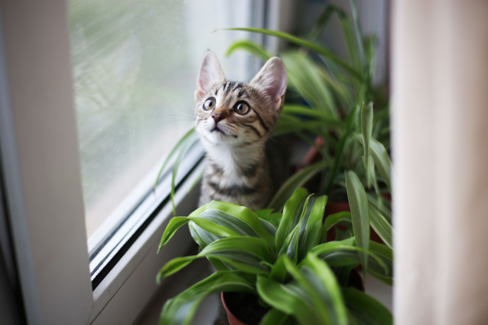 Kat op het witte raam met gras in een pot.