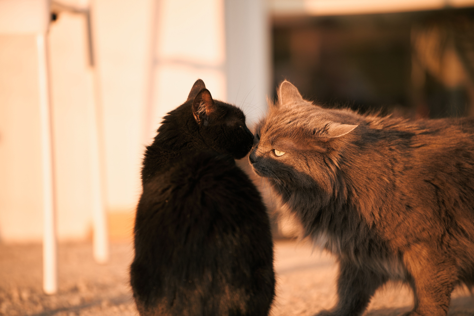 Twee katten besnuffelen elkaar buiten