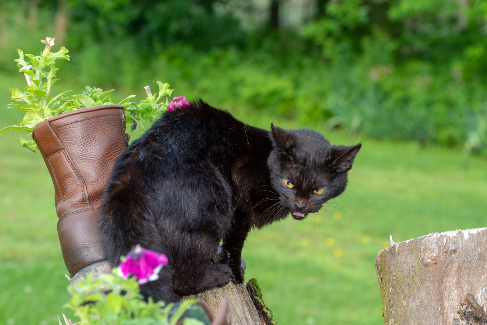 zwarte kat vertoont agressief gedrag