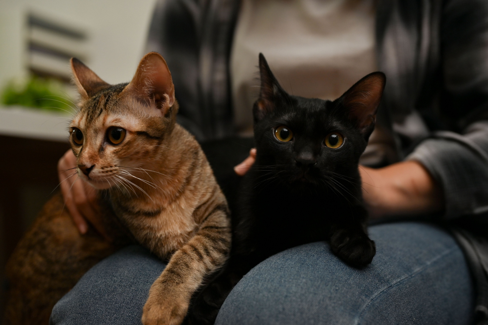 Schattige huiskat en zwarte kat liggen op de schoot van hun vrouwelijke eigenaar