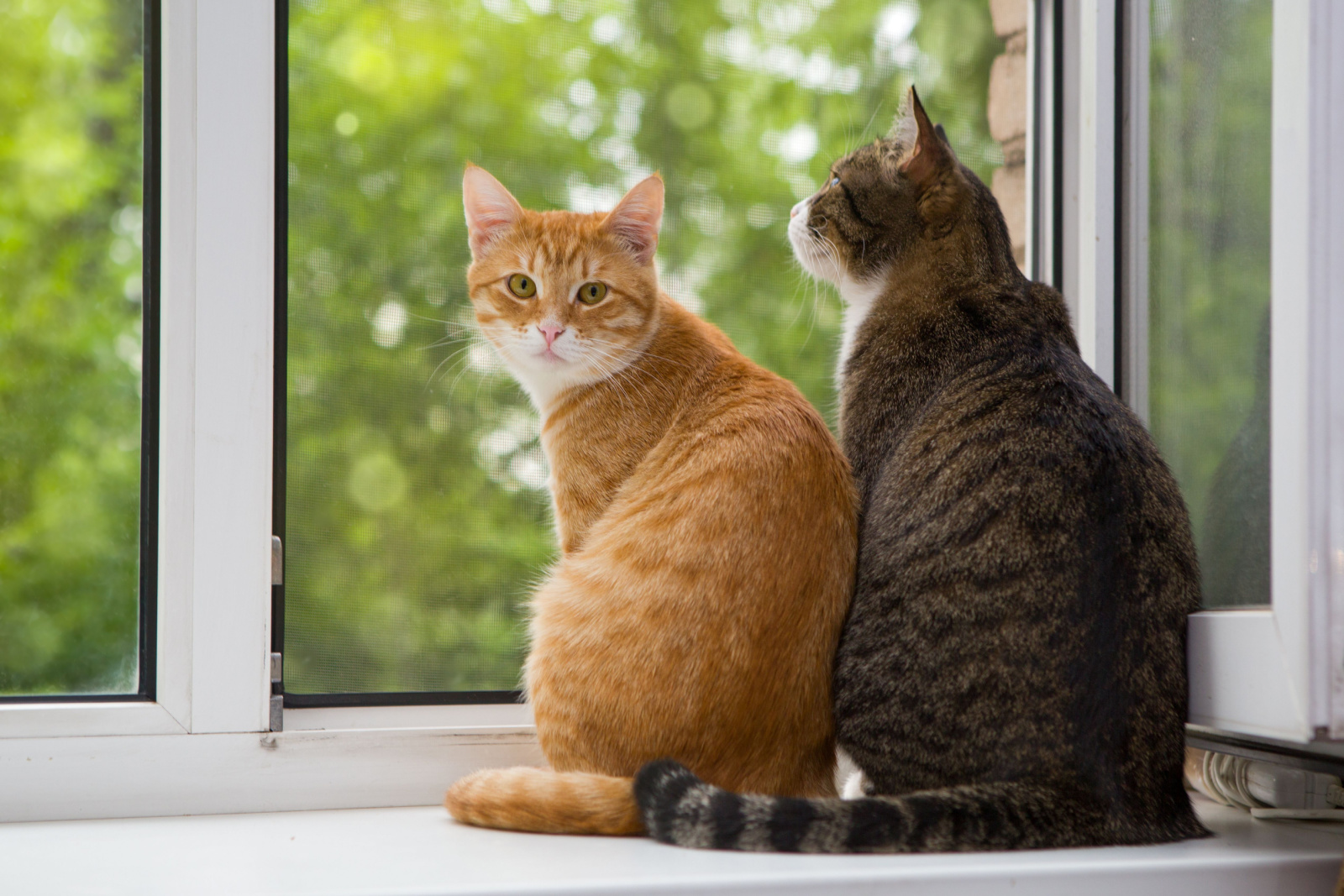 Rode en grijze kat zittend op de vensterbank