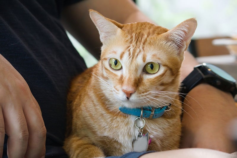 kat met halsband liggend op de schoot van de eigenaar