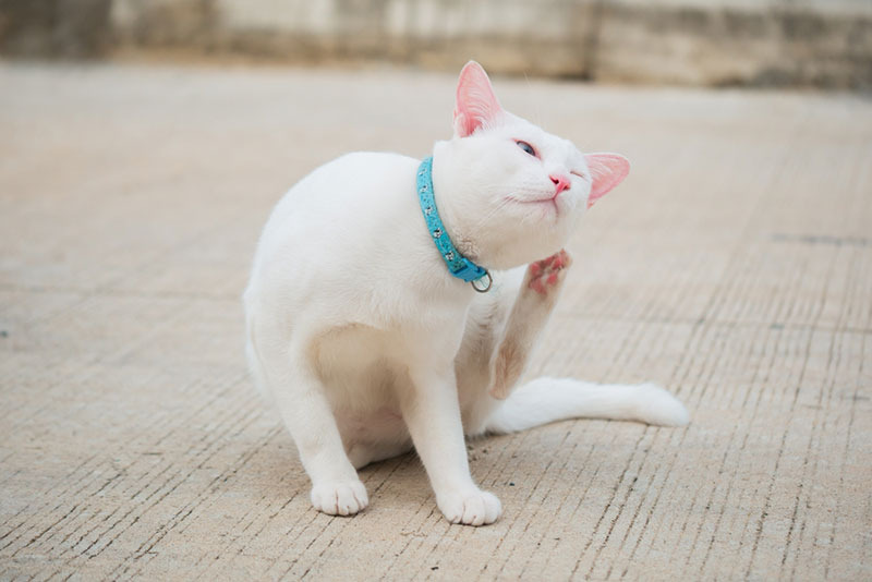 een witte kat met kraag die aan zijn oor krabt
