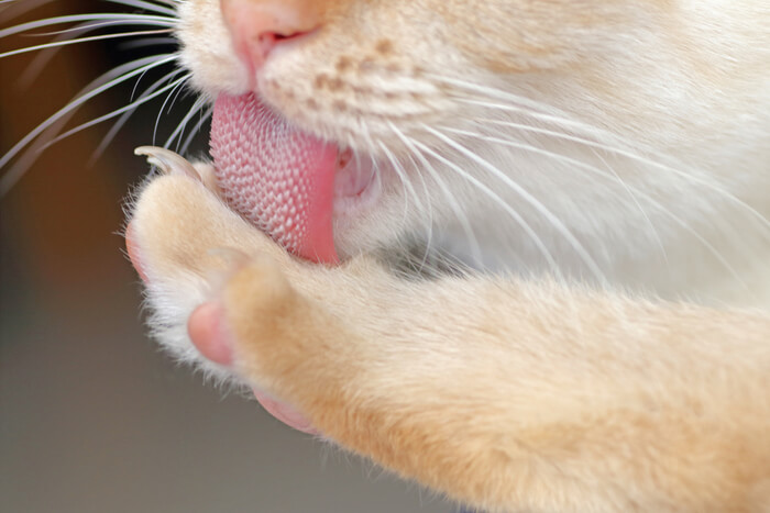 Kattenverzorging met tong