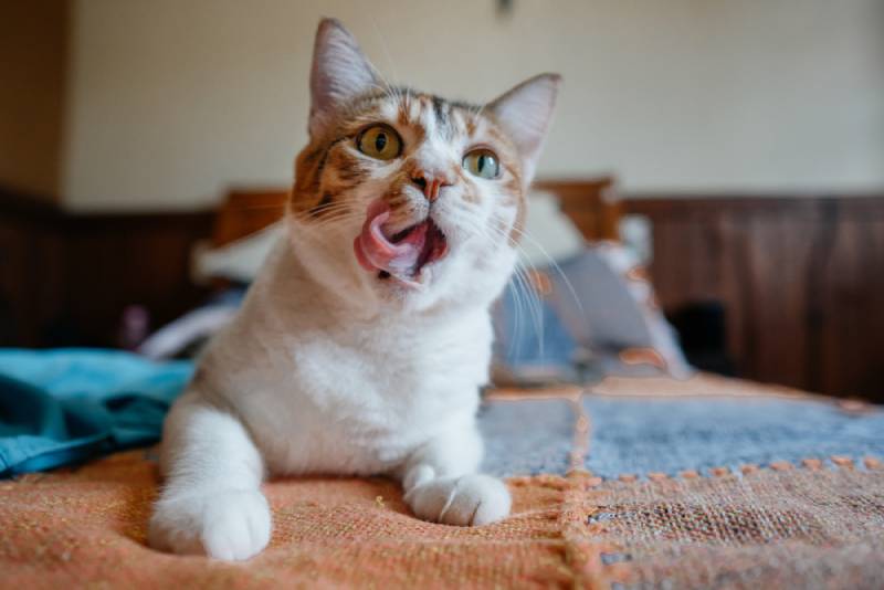 een hongerige kat die met haar lippen op een bed slaat