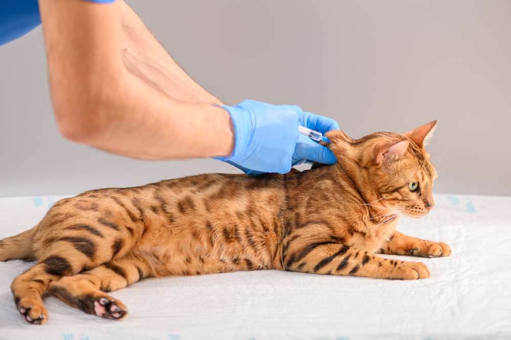 Dierenarts gebruikt een spuit om Bengaalse kat te vaccineren