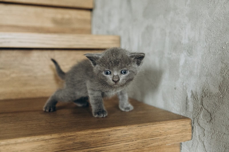 Schotse vouw kitten in de trap
