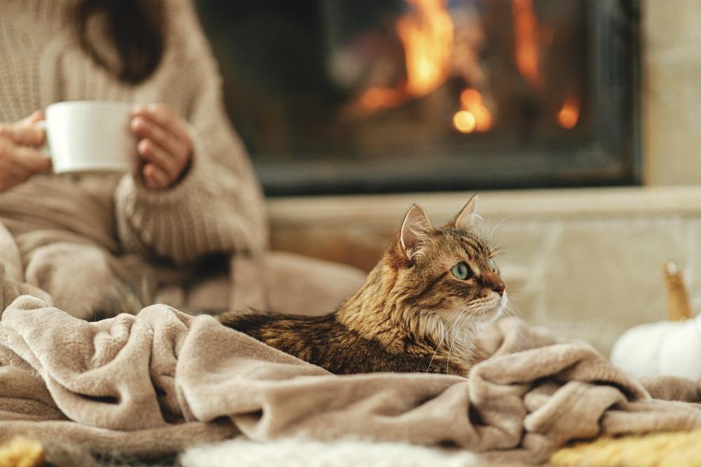 Leuke kat die op gezellige deken ligt