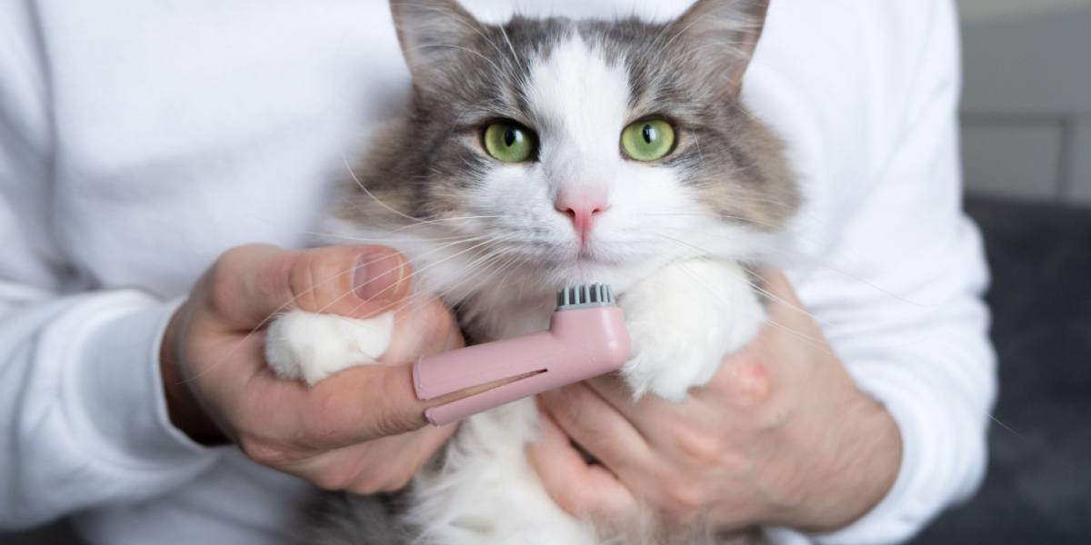 tandenborstel voor kat