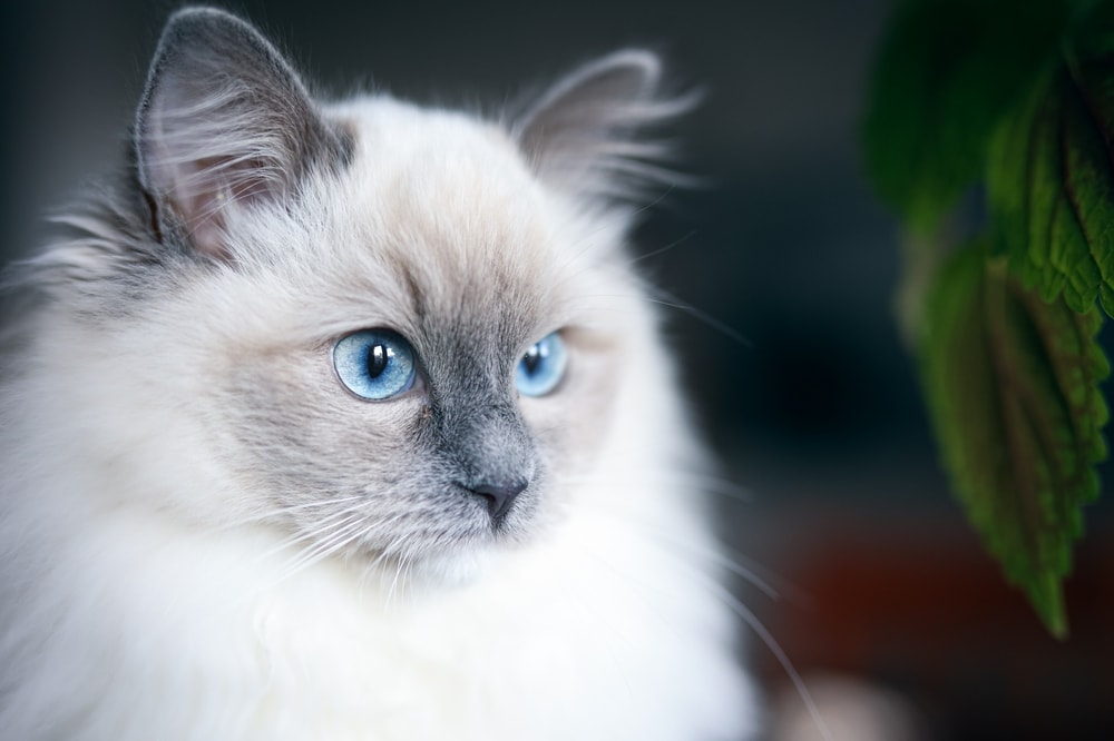 Schattige blauwe mitted ragdoll kat met lange vacht en blauwe dominante ogen .