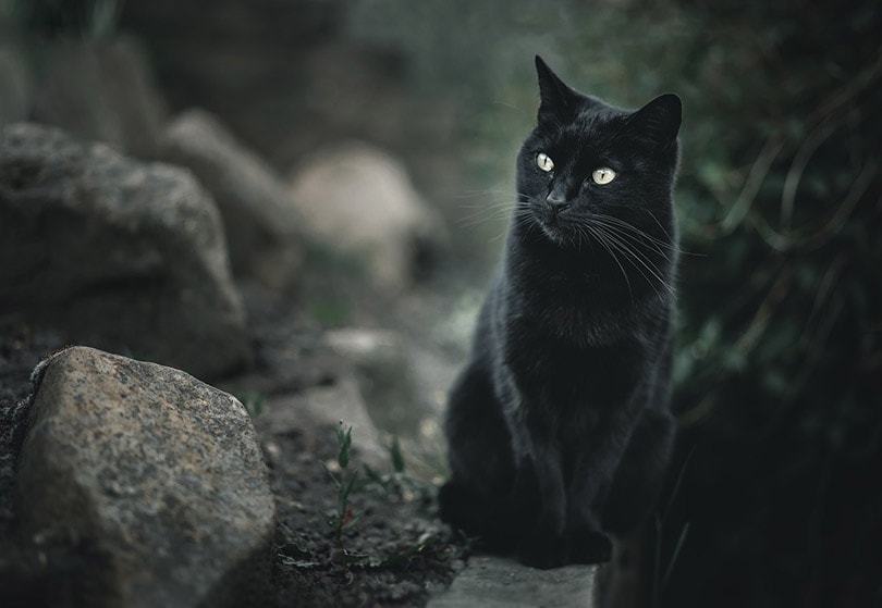 Een zwarte kat in de buurt van grote rotsen