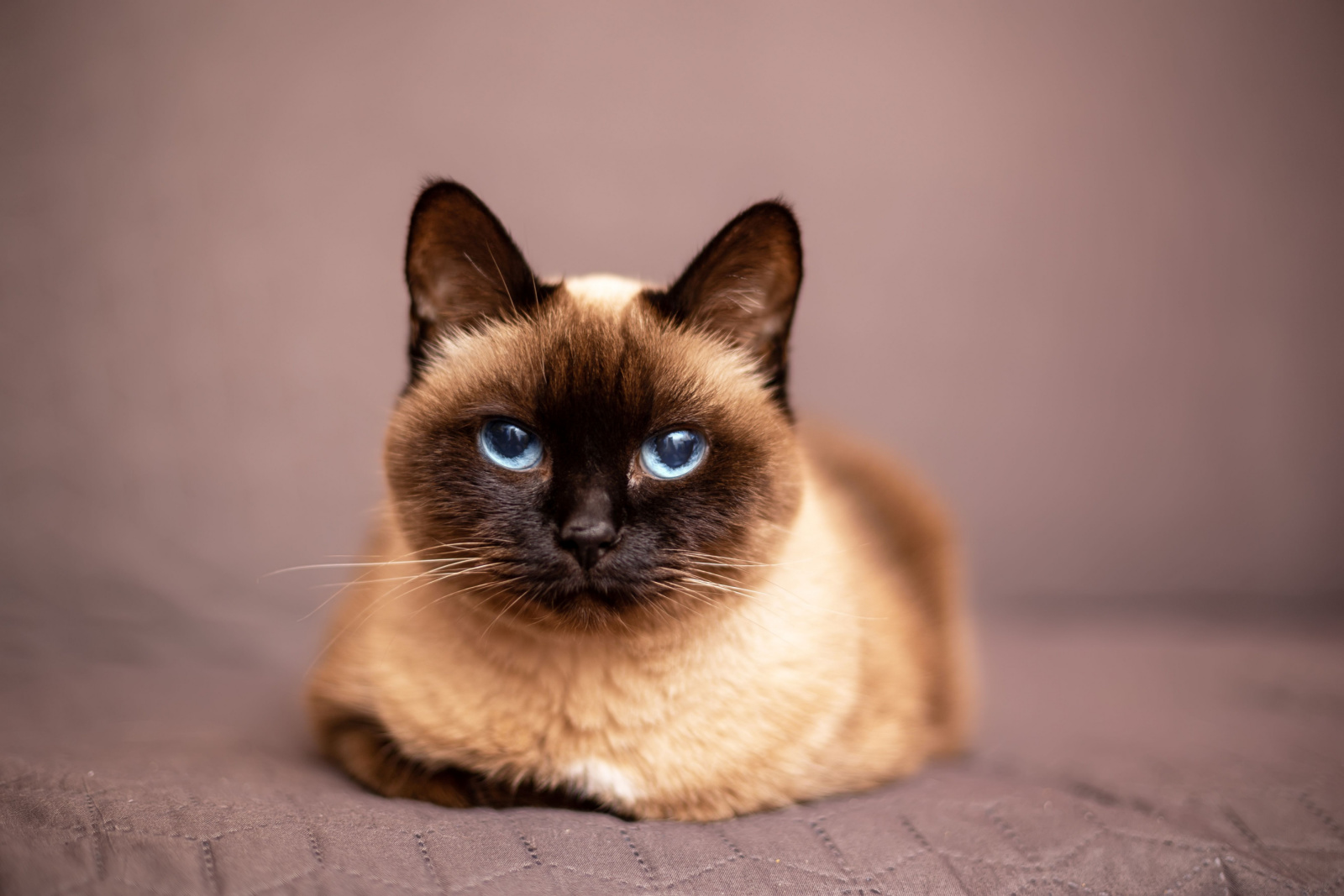Portret van de Siamese kat over wazige bruine achtergrond, een hypoallergeen ras