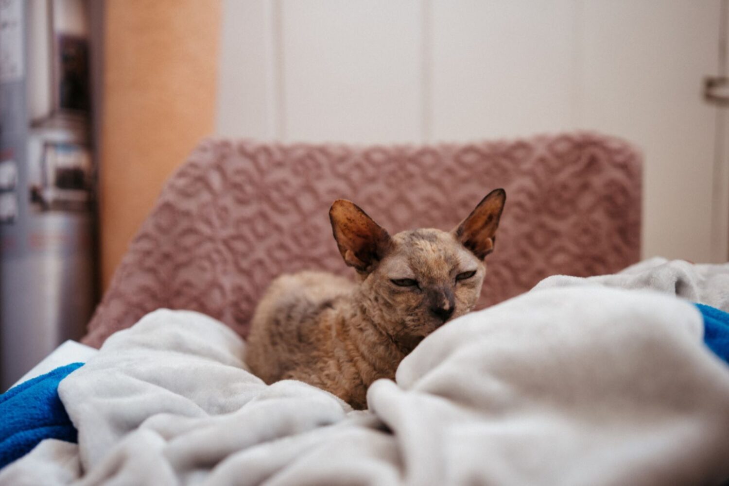 Oorzaken Van Gebogen Benen Bij Katten En Is Herstel Mogelijk