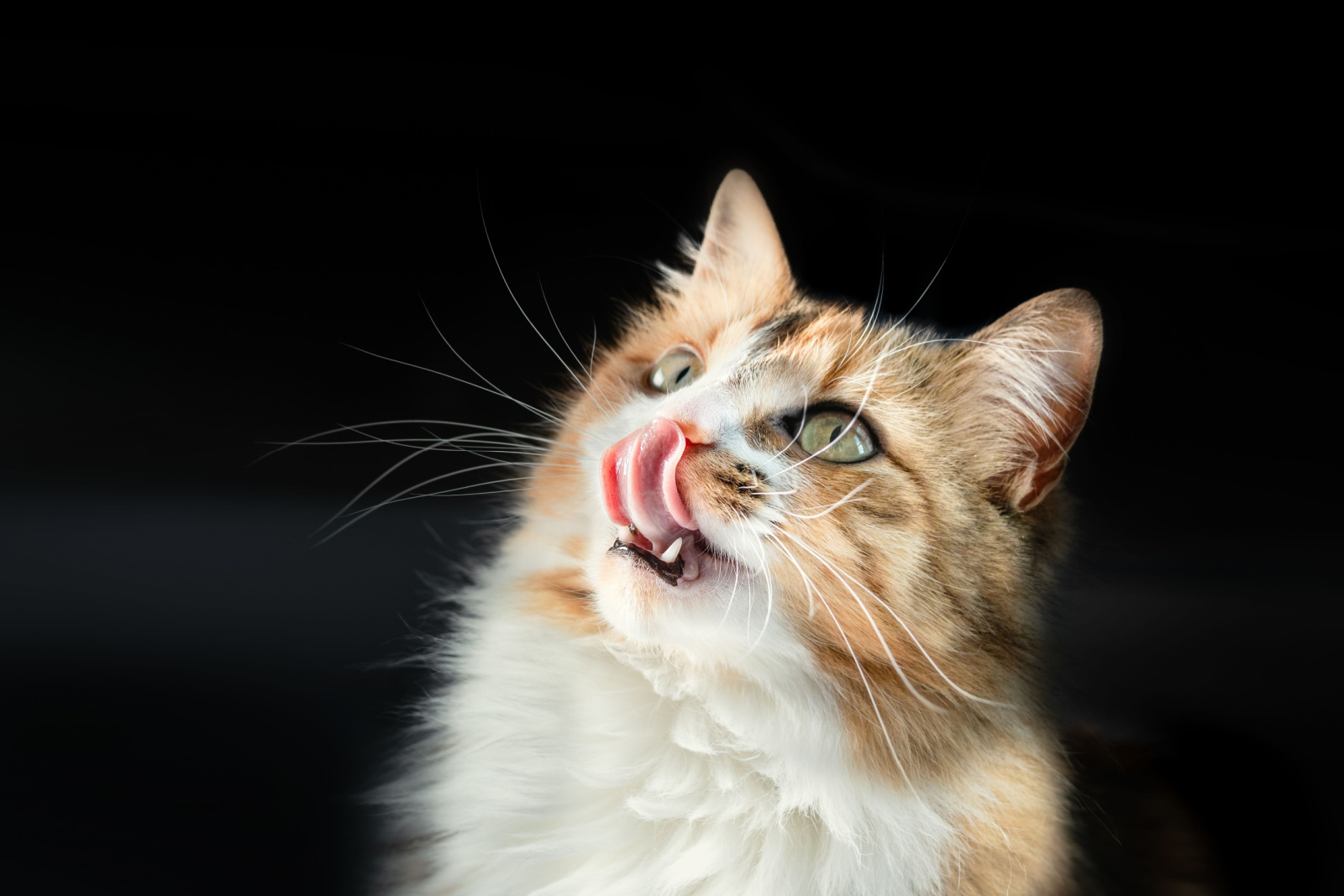 langharige kat met allergieën die zijn gezwollen lip likt
