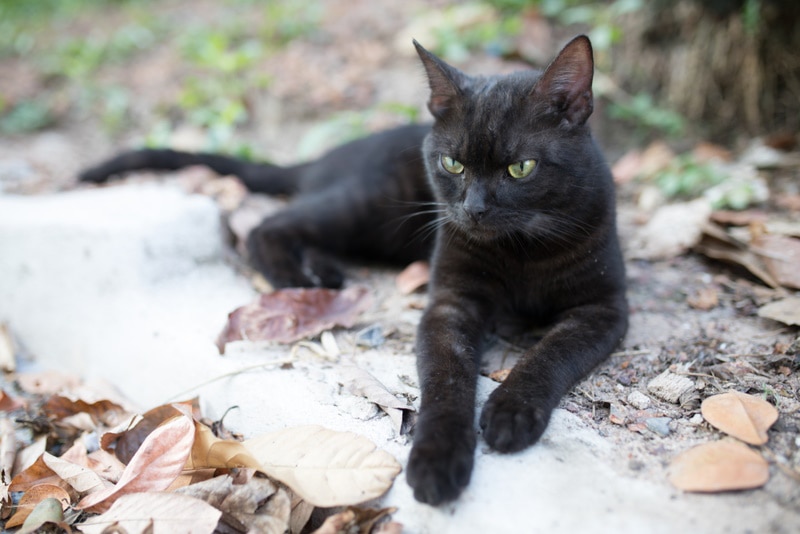 Zwarte Amerikaanse korthaar kat liggend