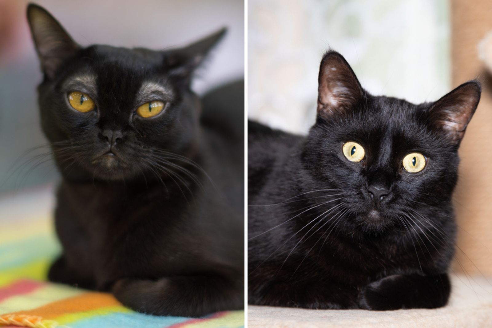 bombay kat vs zwarte kat verschil