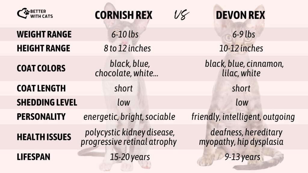Cornish Rex vs Devon Rex_ welke zal uw Choice_