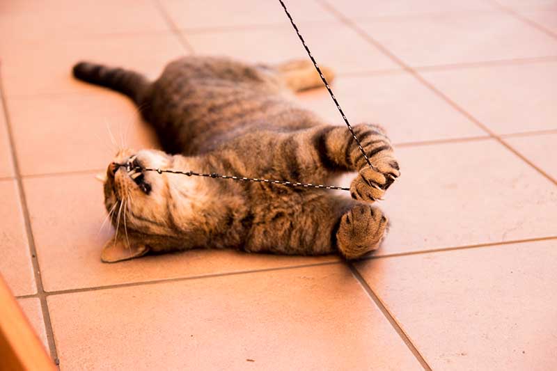 kat spelen met touwtje