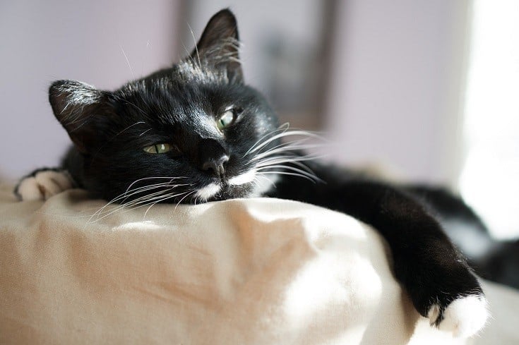 Zwarte kat luie ogen