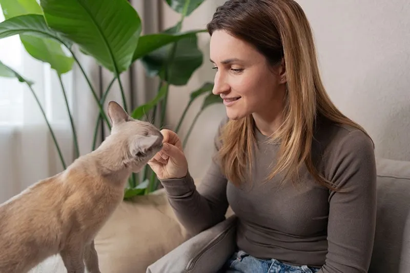 Vrouwelijke eigenaar die traktatie geeft aan haar kat