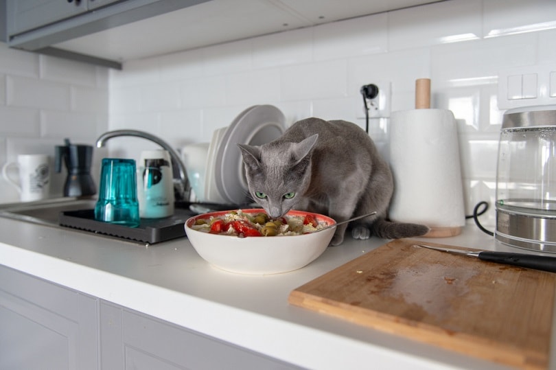 kitten-eet-salade-bij-kitchen_Benevolente82_shutterstock